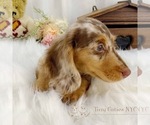 Small Photo #5 Dachshund Puppy For Sale in ASTORIA, NY, USA