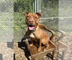 Small #1 American Staffordshire Terrier