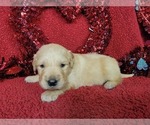 Puppy 6 Golden Retriever