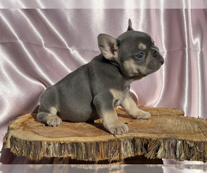 French Bulldog Puppy for sale in EDEN, NC, USA