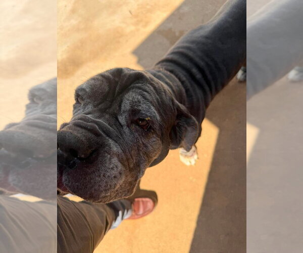 Medium Photo #4 Mastiff Puppy For Sale in Bullard, TX, USA