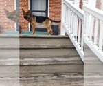 Small #5 German Shepherd Dog