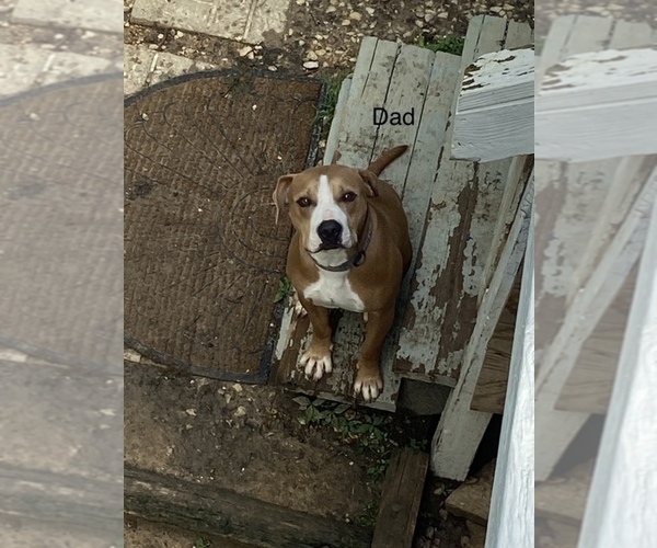 Medium Photo #1 American Bully Puppy For Sale in CHARLESTON, IL, USA
