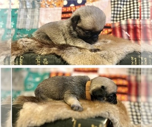 Pug Puppy for sale in ARKADELPHIA, AR, USA