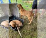 Small #13 Fila Brasileiro