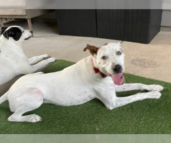 Medium Photo #5 Pointer-Unknown Mix Puppy For Sale in Decatur, GA, USA