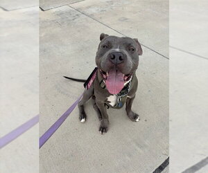 Mutt Dogs for adoption in Plano, TX, USA