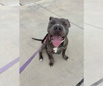 Small Mutt