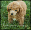 Small Photo #6 Poodle (Miniature) Puppy For Sale in COPPOCK, IA, USA