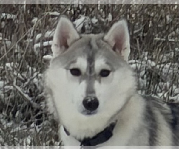 Medium Photo #1 Siberian Husky Puppy For Sale in WARSAW, IN, USA