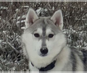 Siberian Husky Dog for Adoption in WARSAW, Indiana USA