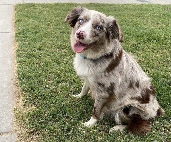 Medium Photo #1 Aussiedoodle Puppy For Sale in GRANGER, WA, USA