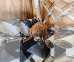 Small #2 Cavapoo (Miniature)