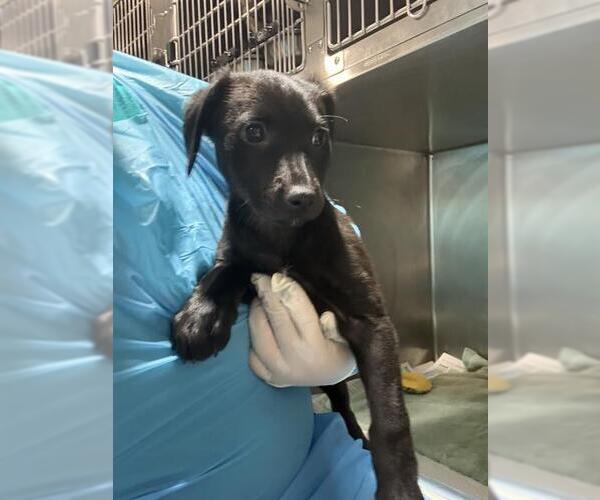 Medium Photo #1 Labrador Retriever-Unknown Mix Puppy For Sale in Bakersfield, CA, USA