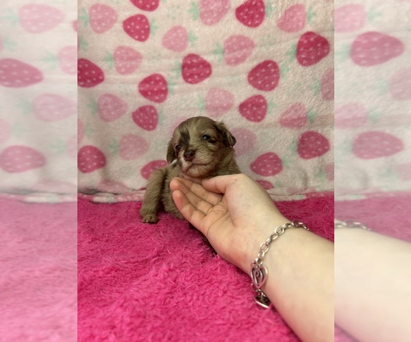 Medium Photo #1 Goldendoodle-Miniature Australian Shepherd Mix Puppy For Sale in AUSTIN, TX, USA