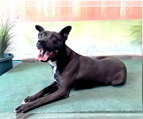 Medium Photo #3 Shepradors Puppy For Sale in Pasadena, CA, USA