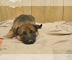 Small Photo #3 German Shepherd Dog Puppy For Sale in ZANESVILLE, OH, USA
