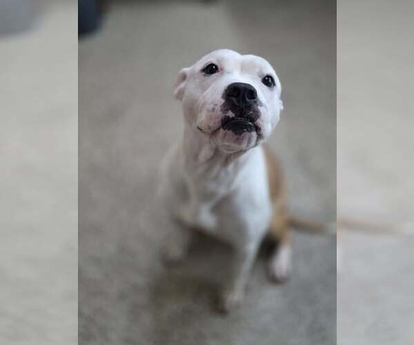Medium Photo #2 American Pit Bull Terrier-Unknown Mix Puppy For Sale in Martinsburg, WV, USA