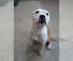 Small #1 American Pit Bull Terrier Mix