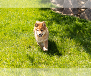 Shiba Inu Puppy for Sale in MILLERSBURG, Indiana USA