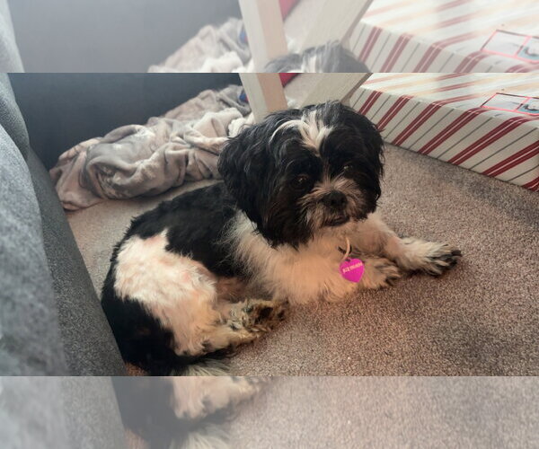 Medium Photo #4 Shih Tzu-Unknown Mix Puppy For Sale in Minneapolis, MN, USA