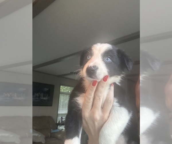 Medium Photo #2 Border Collie Puppy For Sale in BRISTOW, OK, USA