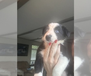 Medium Border Collie