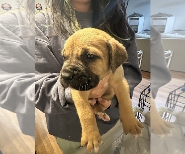 Medium Photo #28 Cane Corso-Saint Bernard Mix Puppy For Sale in LIVERMORE, CA, USA