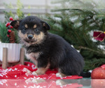 Puppy Porky Mutt-Pembroke Welsh Corgi Mix