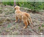 Small Photo #15 Golden Retriever Puppy For Sale in PEYTON, CO, USA