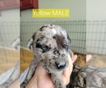 Puppy Yellow Daniff-Neapolitan Mastiff Mix