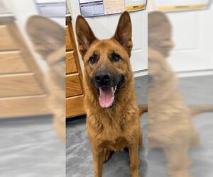 Mutt Dogs for adoption in Thief River Falls, MN, USA