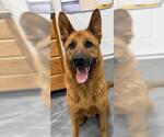 Lou - Male Mutt Dog for Adoption - Small photo
