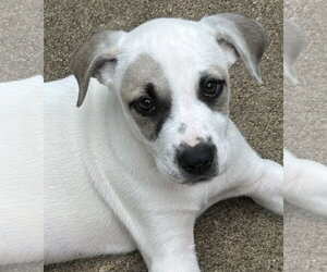 Labrador Retriever-Unknown Mix Dogs for adoption in Rockaway, NJ, USA