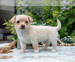 Puppy Butterscotch Chihuahua