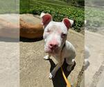 Small #1 American Pit Bull Terrier