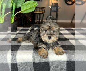 Snorkie Puppy for sale in GREENWOOD, IN, USA