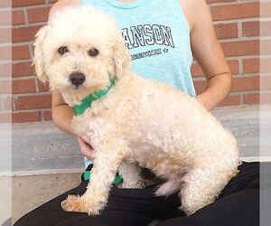 Mutt Dogs for adoption in Carrollton, TX, USA