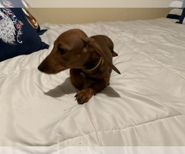 Medium Photo #2 Dachshund Puppy For Sale in TRACY, CA, USA