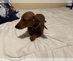 Small #1 Dachshund