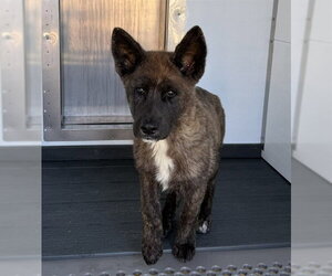 Akita-Unknown Mix Dogs for adoption in San Bernardino, CA, USA