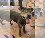 Small Mastiff Mix
