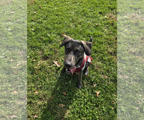 Medium Photo #20 Labrador Retriever-Mountain Cur Mix Puppy For Sale in Columbus, IN, USA