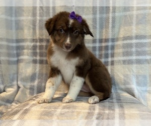 Australian Shepherd Puppy for sale in LAKELAND, FL, USA