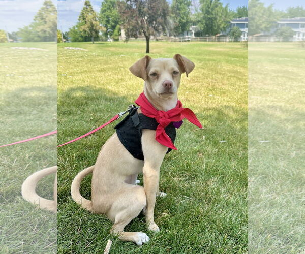 Medium Photo #2 Chihuahua-Unknown Mix Puppy For Sale in Aurora, CO, USA
