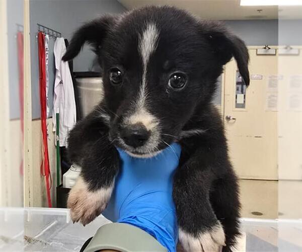 Medium Photo #2 Border Collie-Unknown Mix Puppy For Sale in Sebec, ME, USA