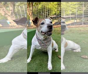 American Bulldog Dogs for adoption in Calhoun, GA, USA