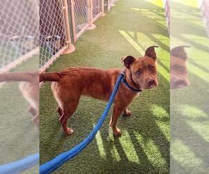 Australian Shepherd-Unknown Mix Dogs for adoption in Camarillo, CA, USA