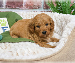Small #9 Goldendoodle-Poodle (Toy) Mix