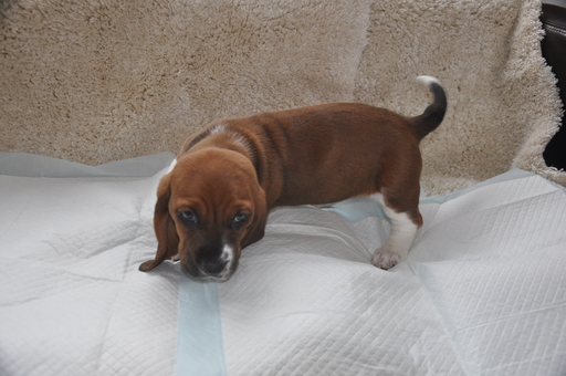Medium Photo #10 Basset Hound Puppy For Sale in DEER VALLEY, UT, USA